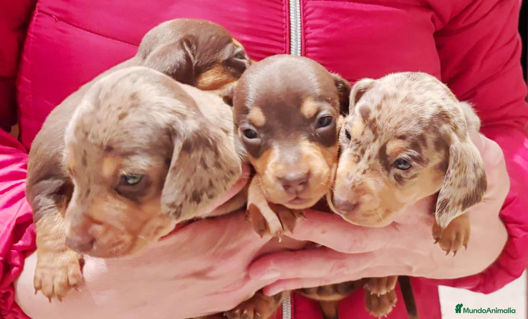 Teckel Miniatura perros en venta: Teckel mini  - Anuncio 1