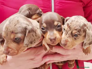 Teckel Miniatura perros Teckel mini - Anuncio 1