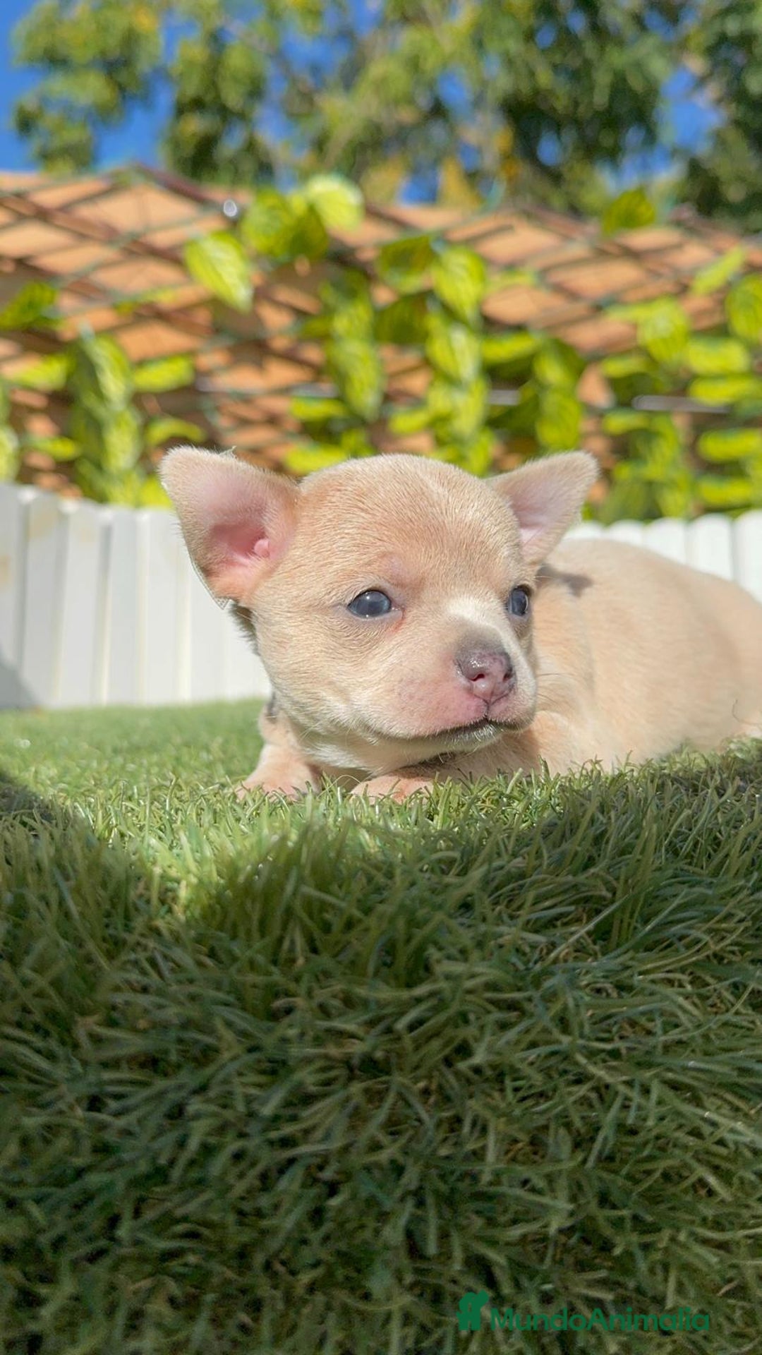 Chihuahua perros en venta: CHIHUAHUA HEMBRA - Imagen 13