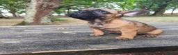 Bulldog Francés perros en venta: Bulldog francés fawn - Anuncio 2