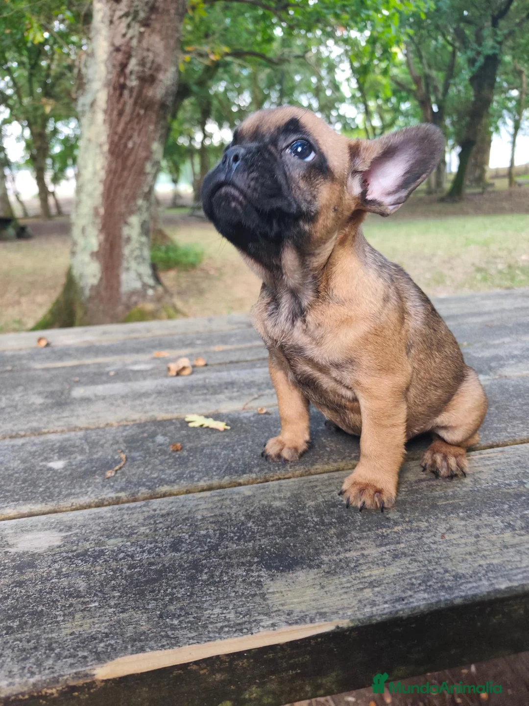 Bulldog Francés perros en venta: Bulldog francés fawn - Anuncio 2