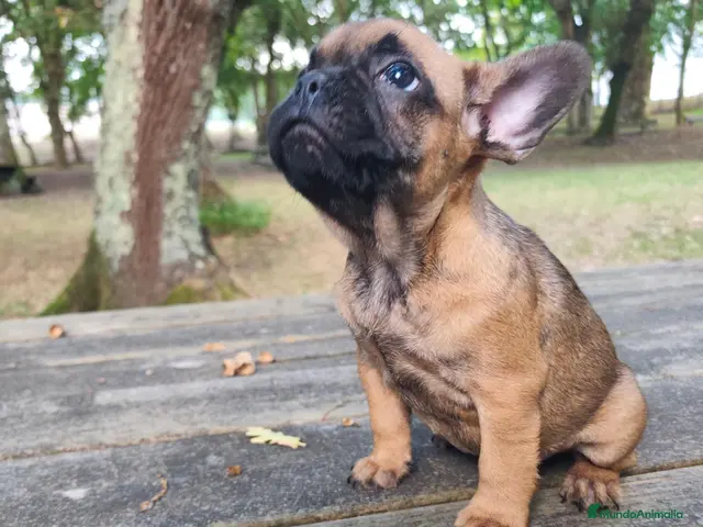 Bulldog Francés perros Bulldog francés fawn - Anuncio 2