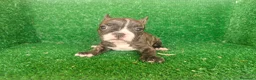 Bulldog Francés perros en venta: Bulldog francés  - Anuncio 21