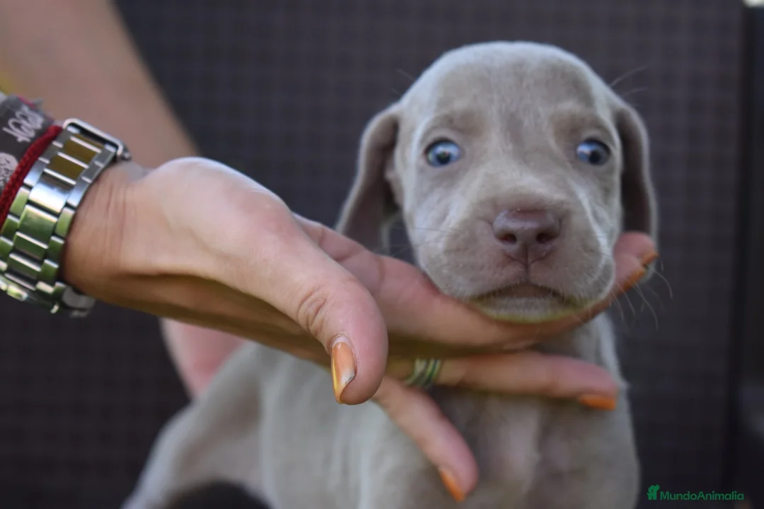Weimaraner perros en venta: Weimaraner disponibles. en Valencia - Anuncio 2