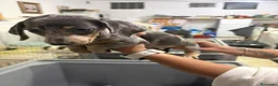 Teckel Miniatura perros en venta: Teckel miniatura - Anuncio 22