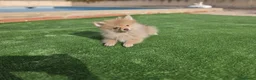 Pomerania perros en venta: Cachorritos Pomerania - Anuncio 6