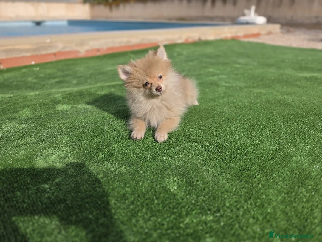 Pomerania perros en venta: Cachorritos Pomerania - Anuncio 6