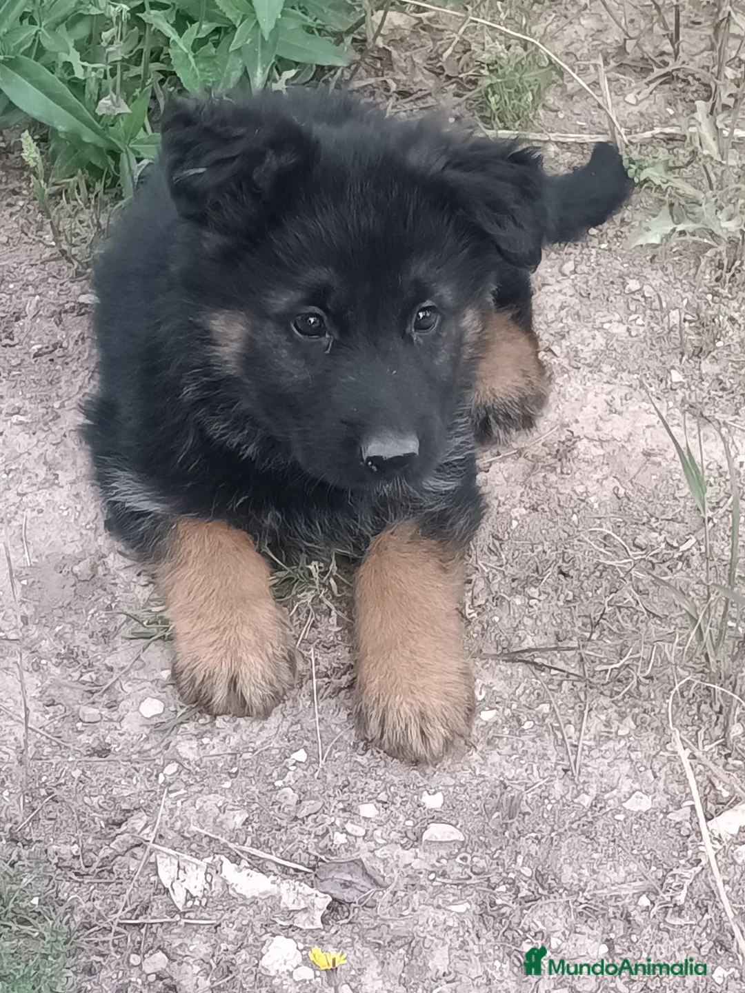 Pastor Alemán perros en venta: Cachorras pastor alemán  - Anuncio 2