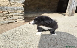 Border Collie perros en venta: Cachorros border collie puros - Imagen 5