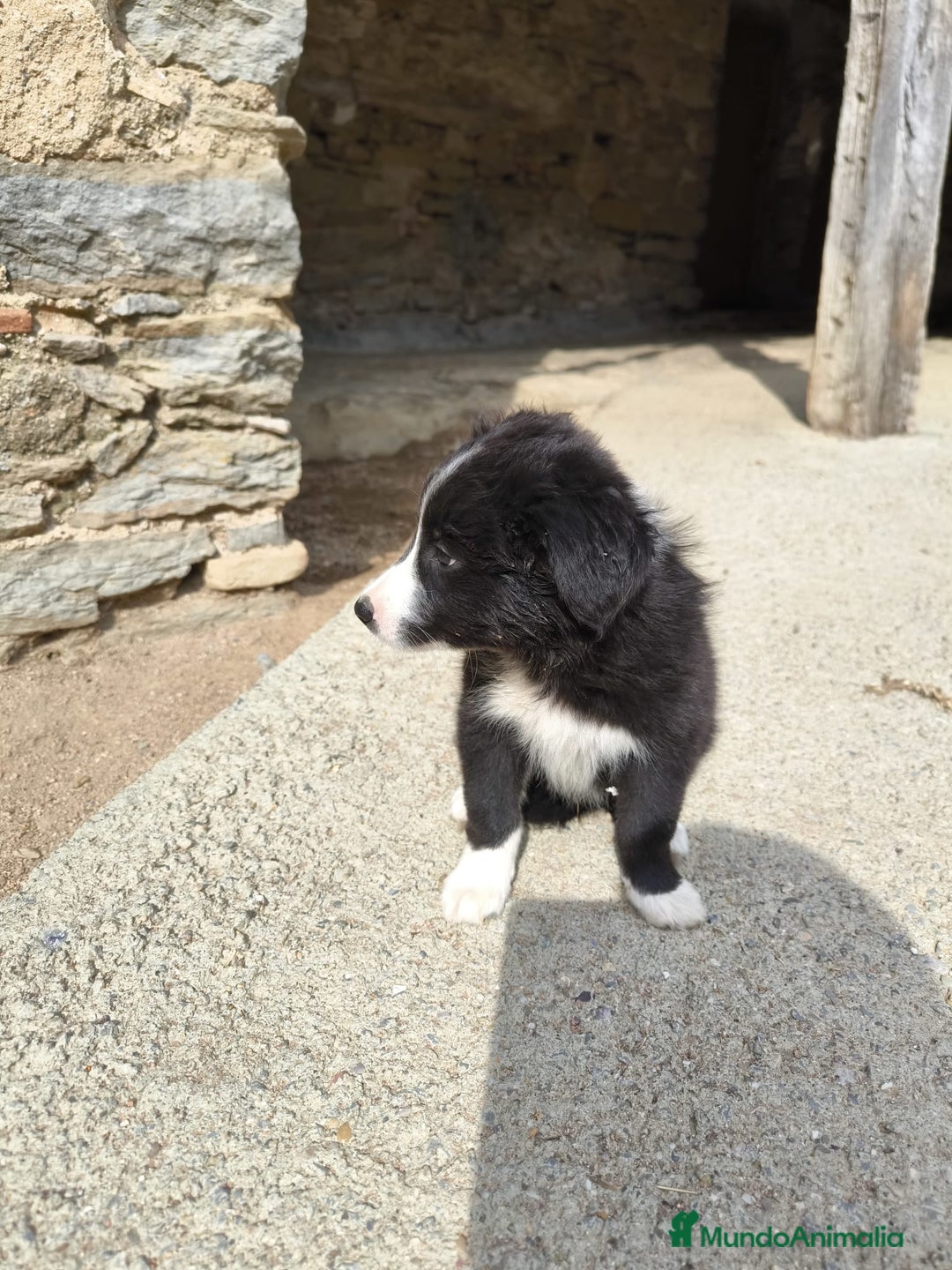 Border Collie perros en venta: Cachorros border collie puros - Imagen 5