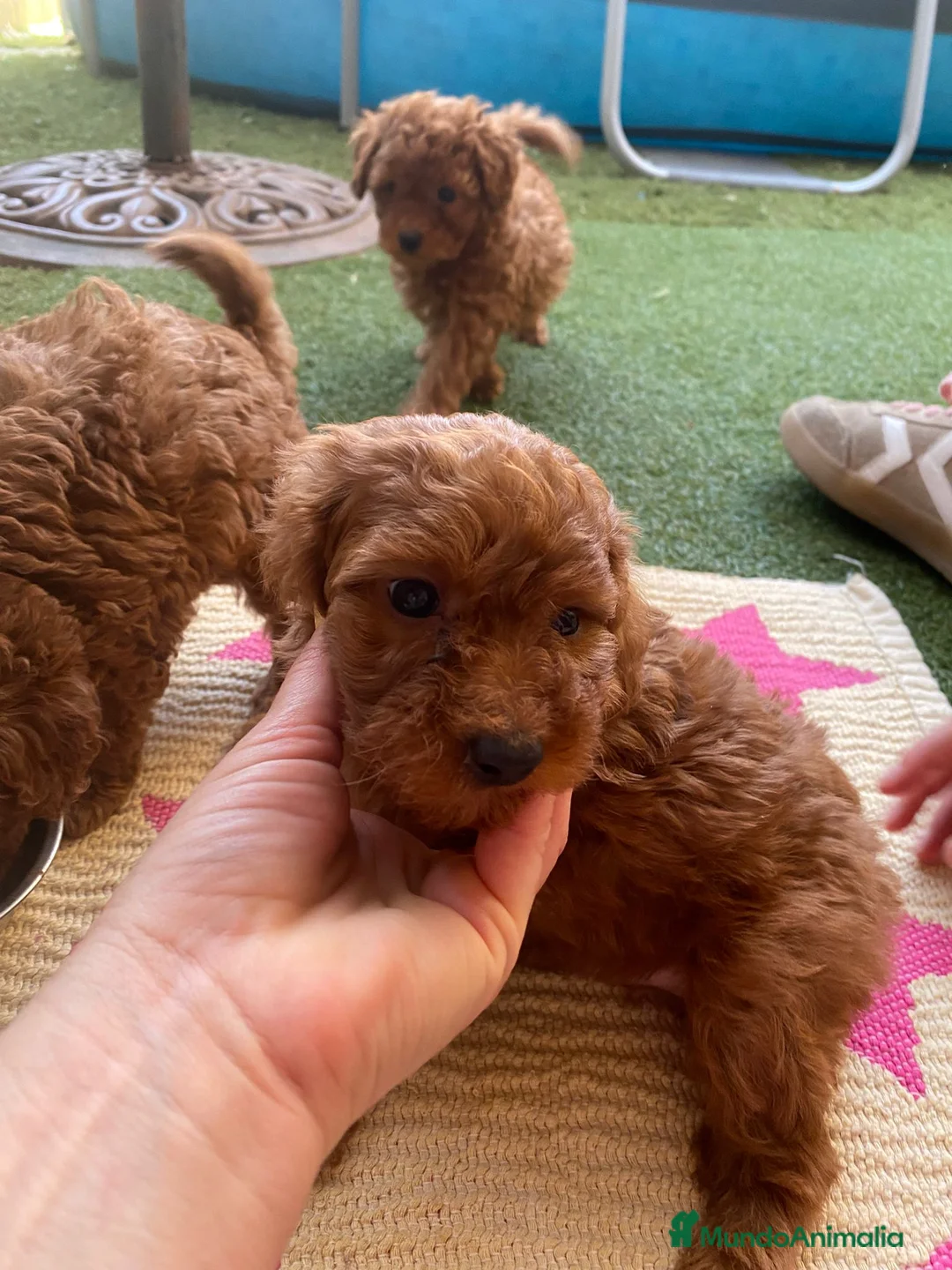 Caniche Toy perros en venta: MACHITO ❤️ rojo en Álava - Anuncio 2