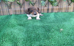 Teckel Miniatura perros en venta: TECKEL MINI PIELBALD - Imagen 2