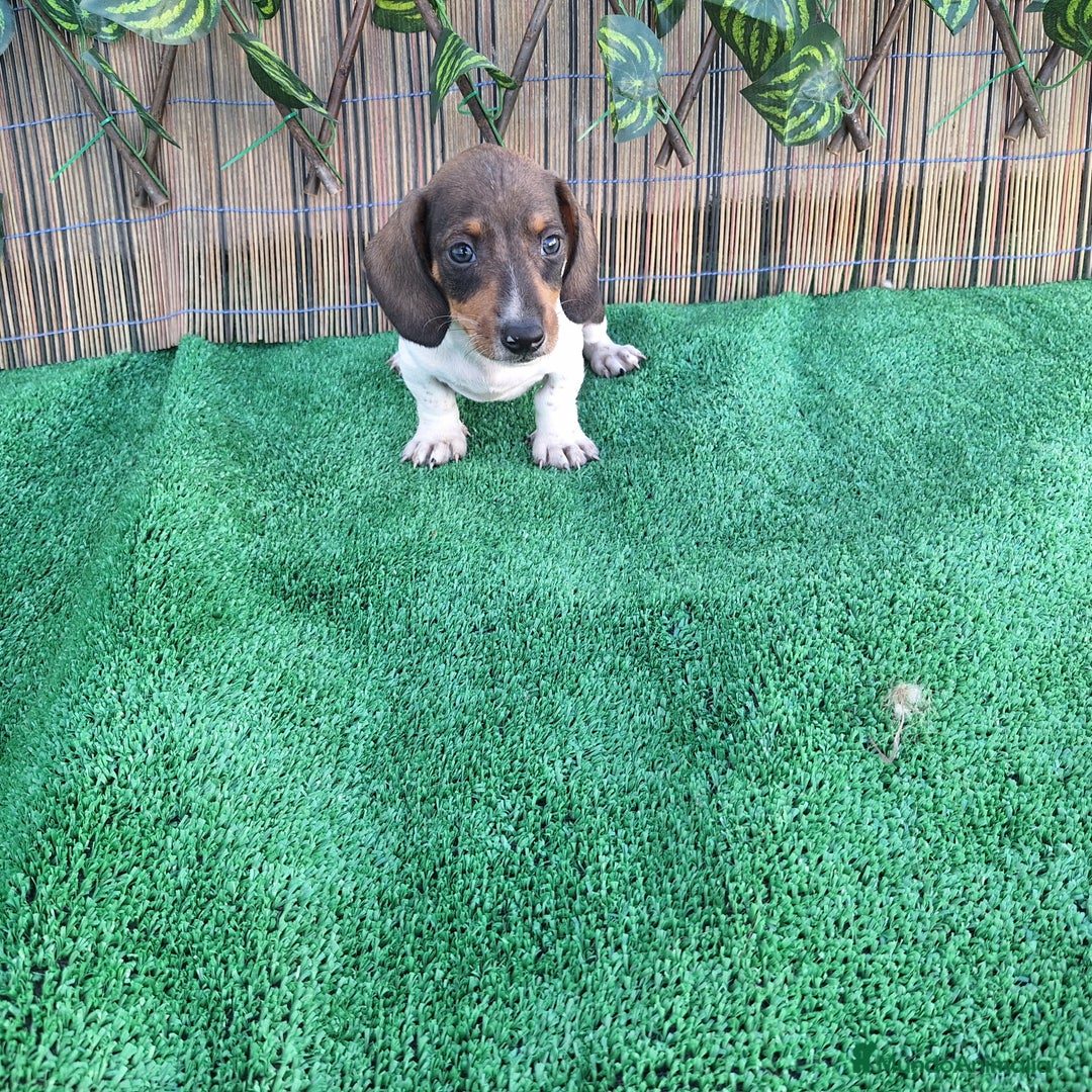 Teckel Miniatura perros en venta: TECKEL MINI PIELBALD - Imagen 2