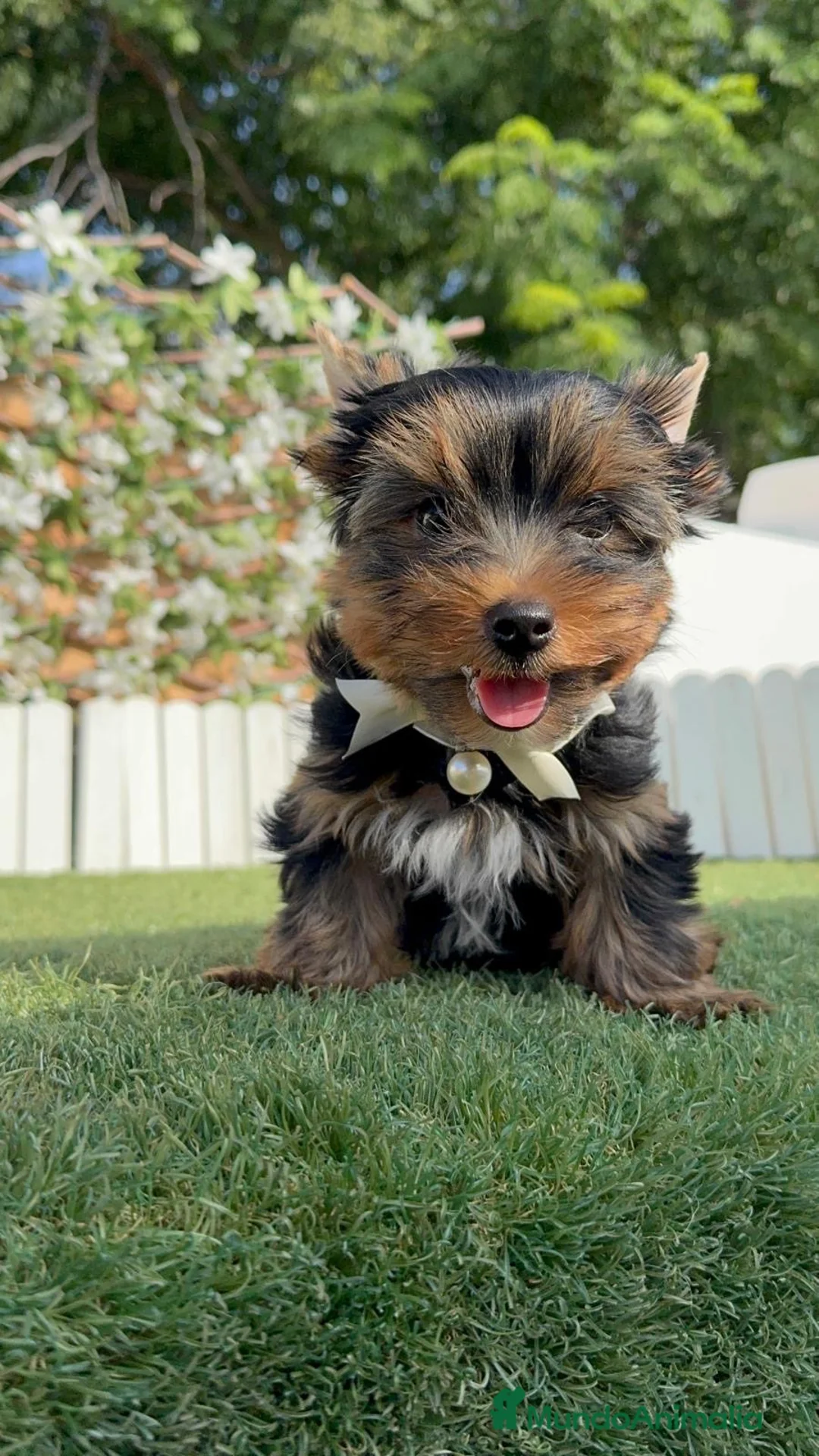 Yorkshire Terrier perros en venta: YORKSHIRE TERRIER  - Anuncio 11