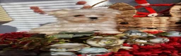 Bichón Maltés perros en venta: EJEMPLARES DE BICHÓN MALTÉS KOREANO  en Almería - Anuncio 3
