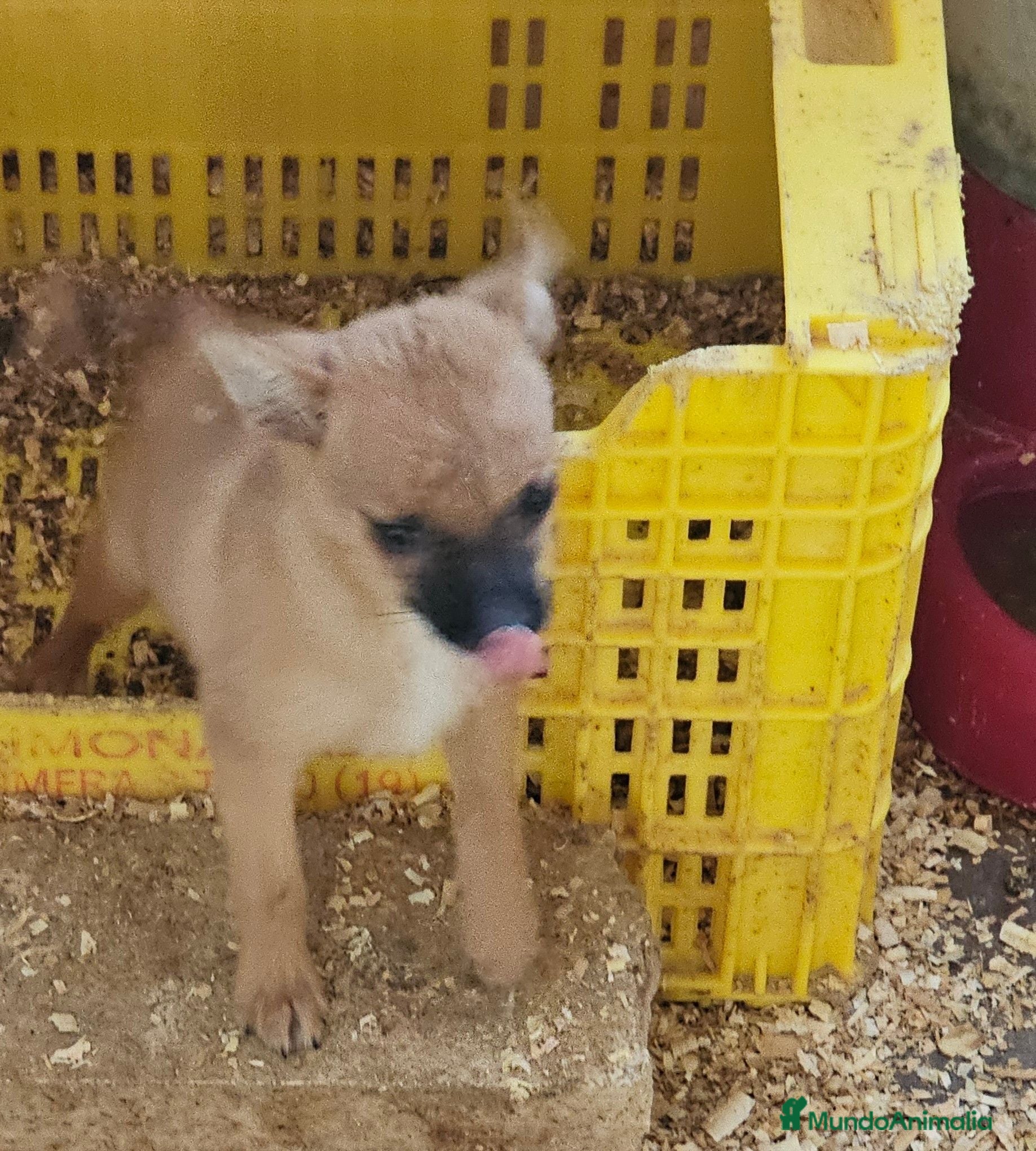 Raza Mixta perros Mini toy  - Anuncio 2