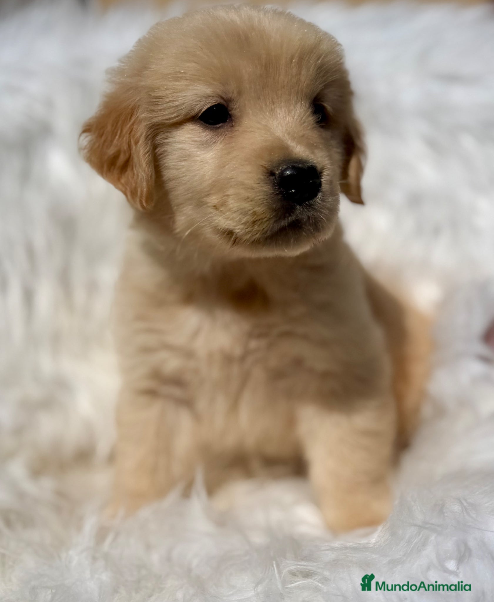 Golden Retriever perros GOLDEN RETRIEVER MACHO Y HEMBRA - Anuncio 1