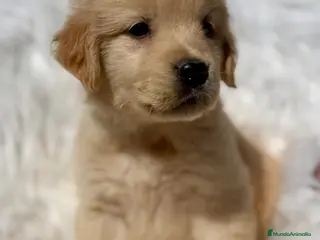 Golden Retriever perros GOLDEN RETRIEVER MACHO Y HEMBRA - Anuncio 1