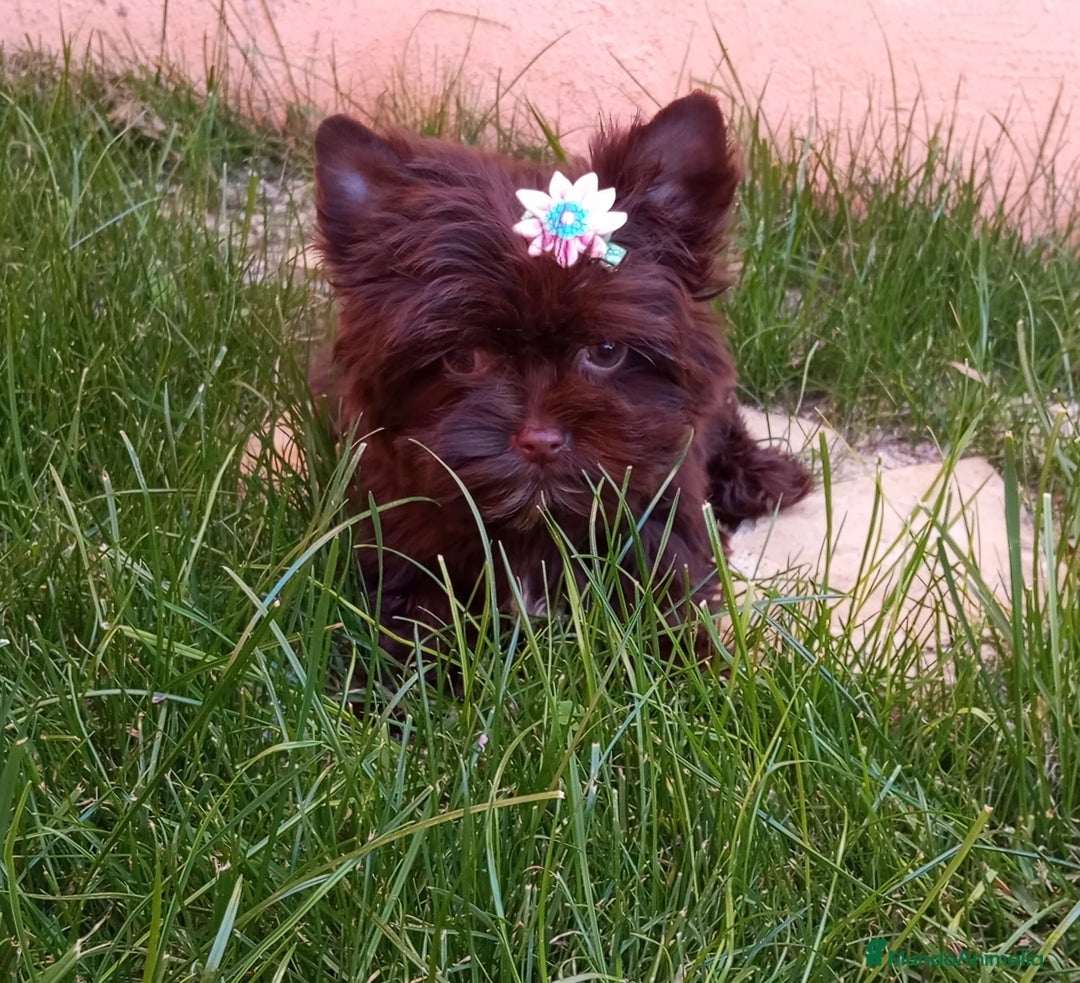 Yorkshire Terrier perros en venta: Exclusivos Yorkshire Chocolate toy - Anuncio 1