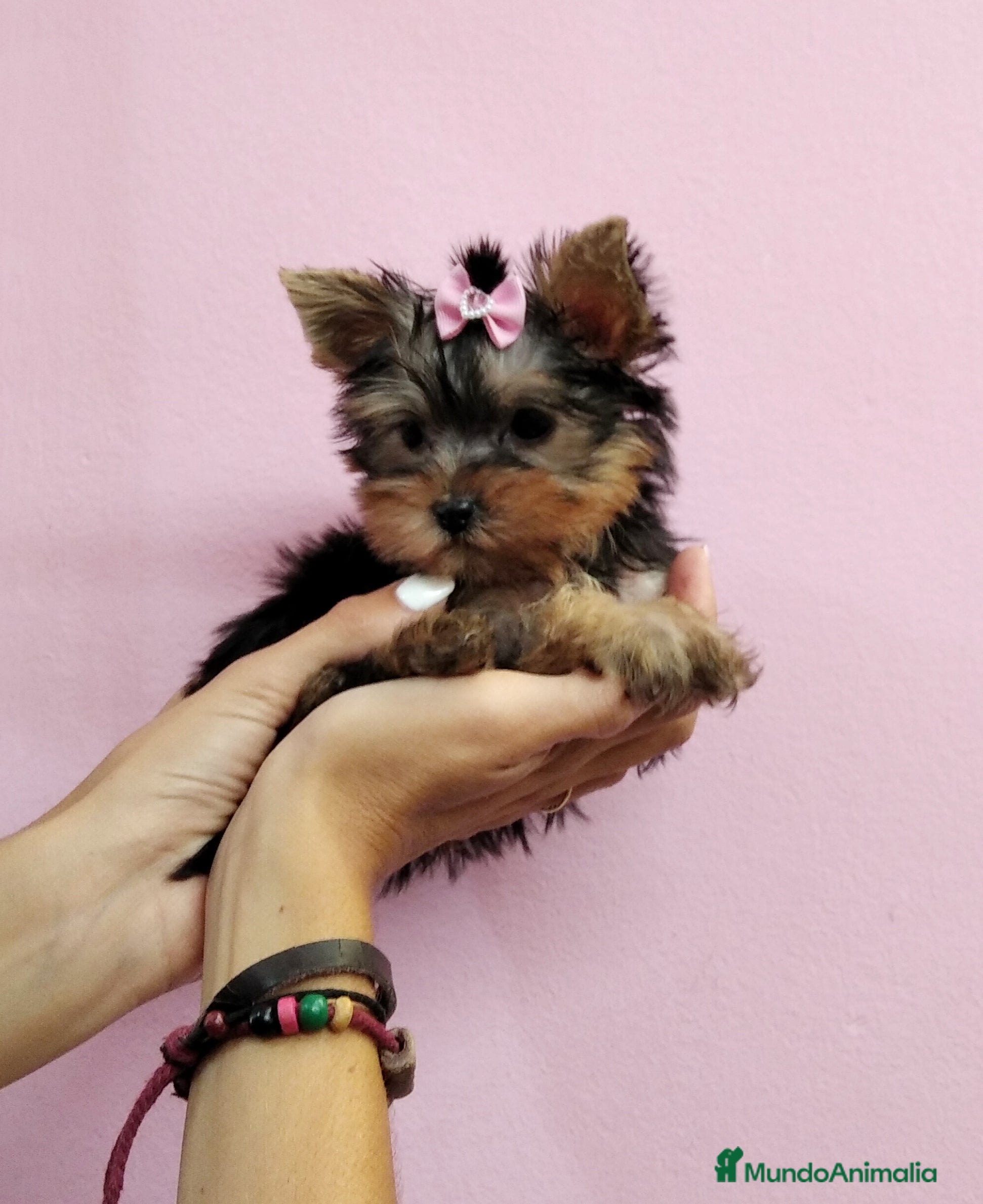 Yorkshire Terrier perros Yorkis en Barcelona - Anuncio 22