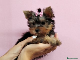 Yorkshire Terrier perros en Barcelona - Anuncio 22