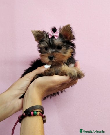 Yorkshire Terrier perros en Barcelona - Anuncio 12