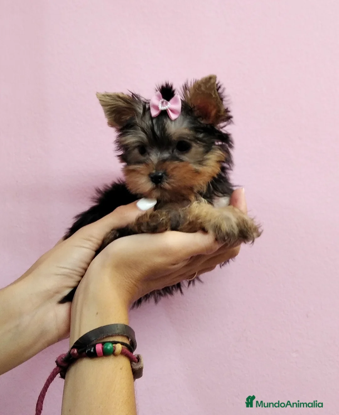 Yorkshire Terrier perros en venta: Yorkis en Barcelona - Anuncio 1