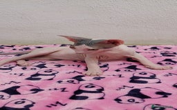 Sphynx gatos en venta: Machito sphynx listo para entregar  - Imagen 4