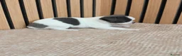 Chihuahua perros en venta: Chihuahua Toy machos disponibles  - Anuncio 10