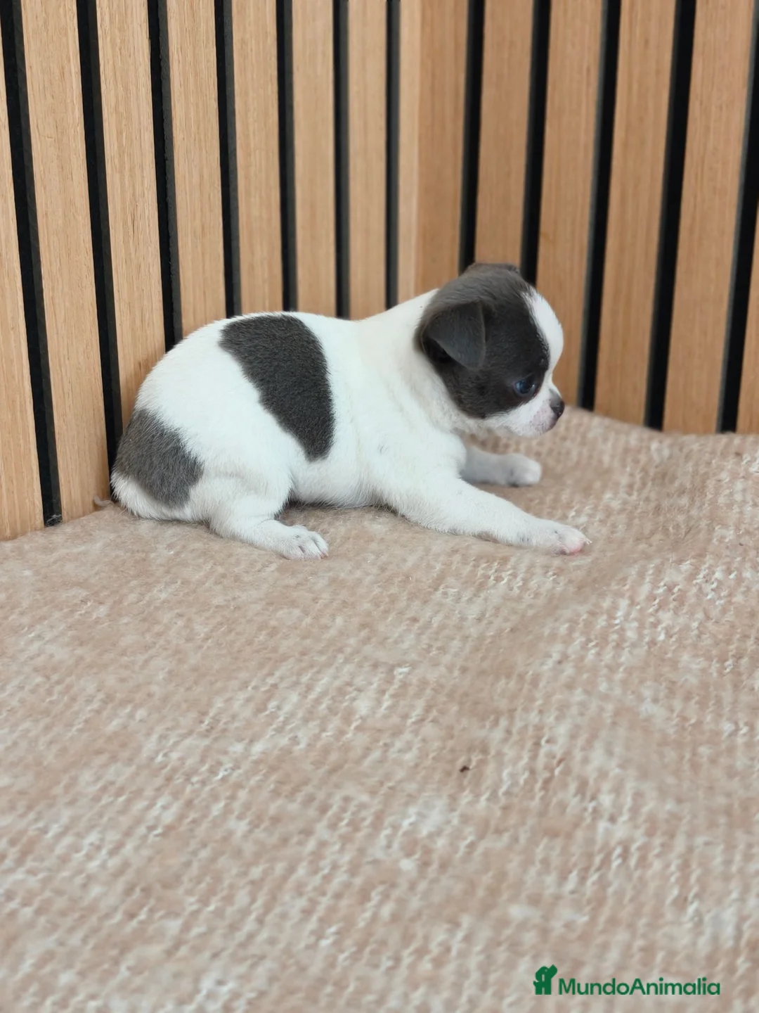Chihuahua perros en venta: Chihuahua Toy machos disponibles  - Anuncio 10