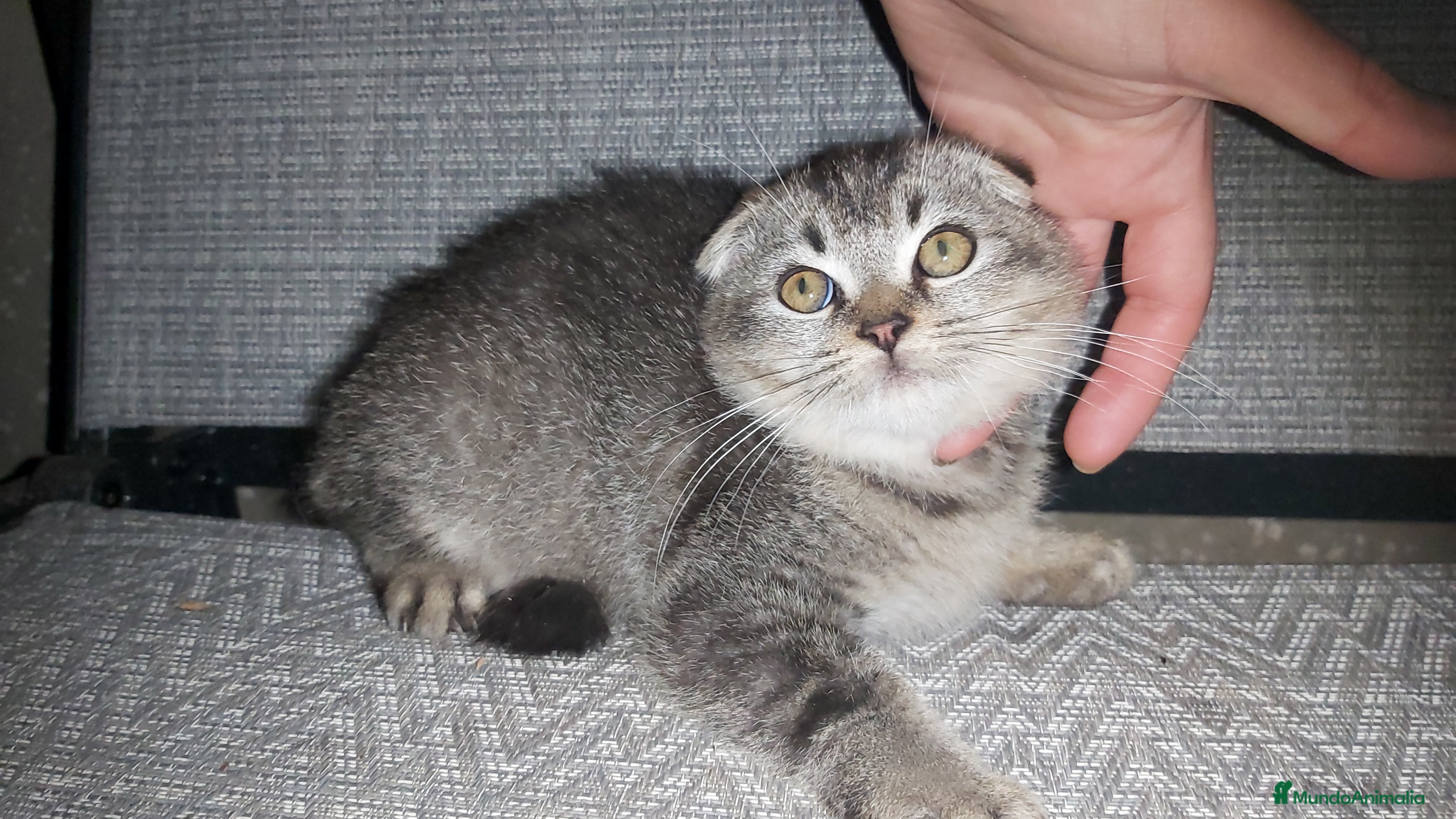 Scottish Fold gatos Gatito scottish fold 3 meses - Anuncio 14