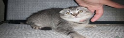 Scottish Fold gatos en venta: Gatito scottish fold 3 meses - Anuncio 1