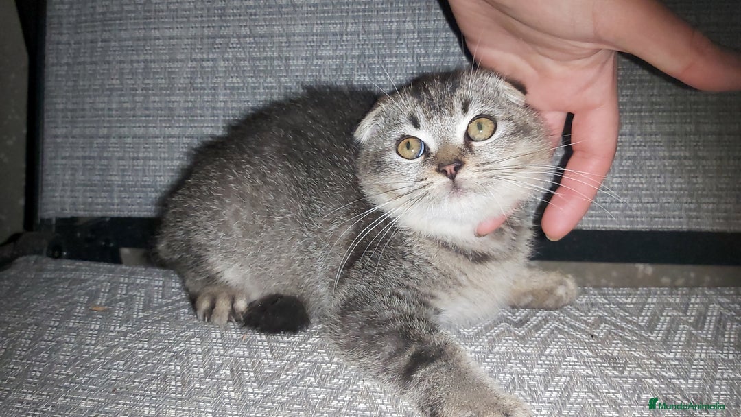 Scottish Fold gatos en venta: Gatito scottish fold 3 meses - Anuncio 1