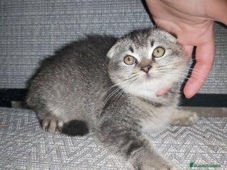 Scottish Fold gatos Gatito scottish fold 3 meses - Anuncio 1