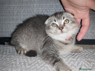 Scottish Fold gatos Gatito scottish fold 3 meses - Anuncio 29