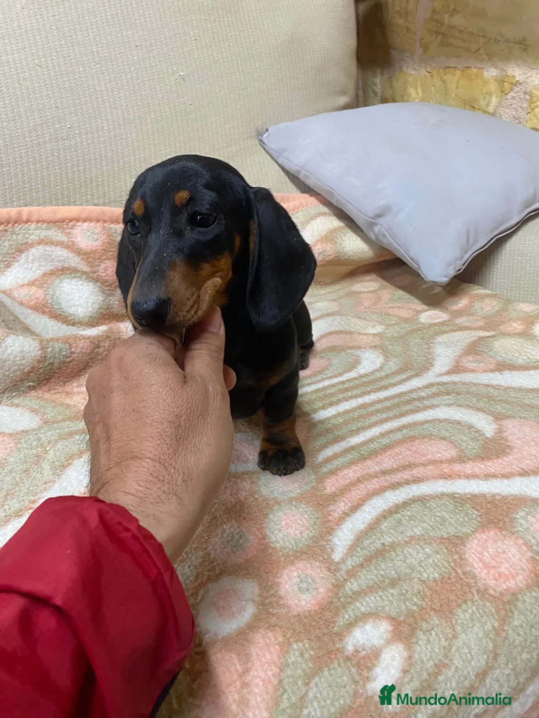 Teckel perros en venta: CACHORRITA DE TECKEL KANINCHEN  - Anuncio 7