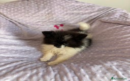 Pomerania perros en venta: Pomerania MICRO TOY  - Imagen 6