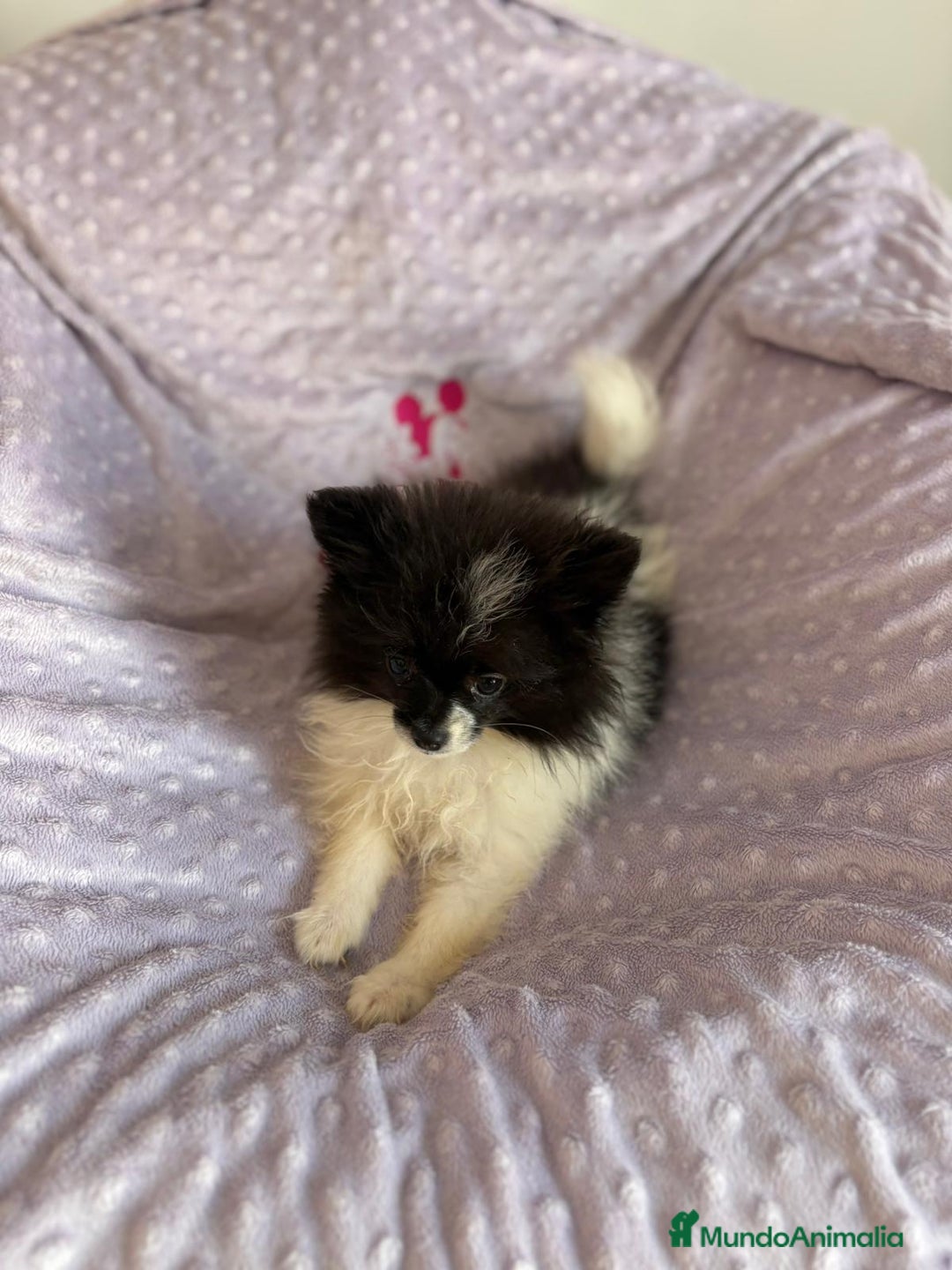 Pomerania perros en venta: Pomerania MICRO TOY  - Imagen 6