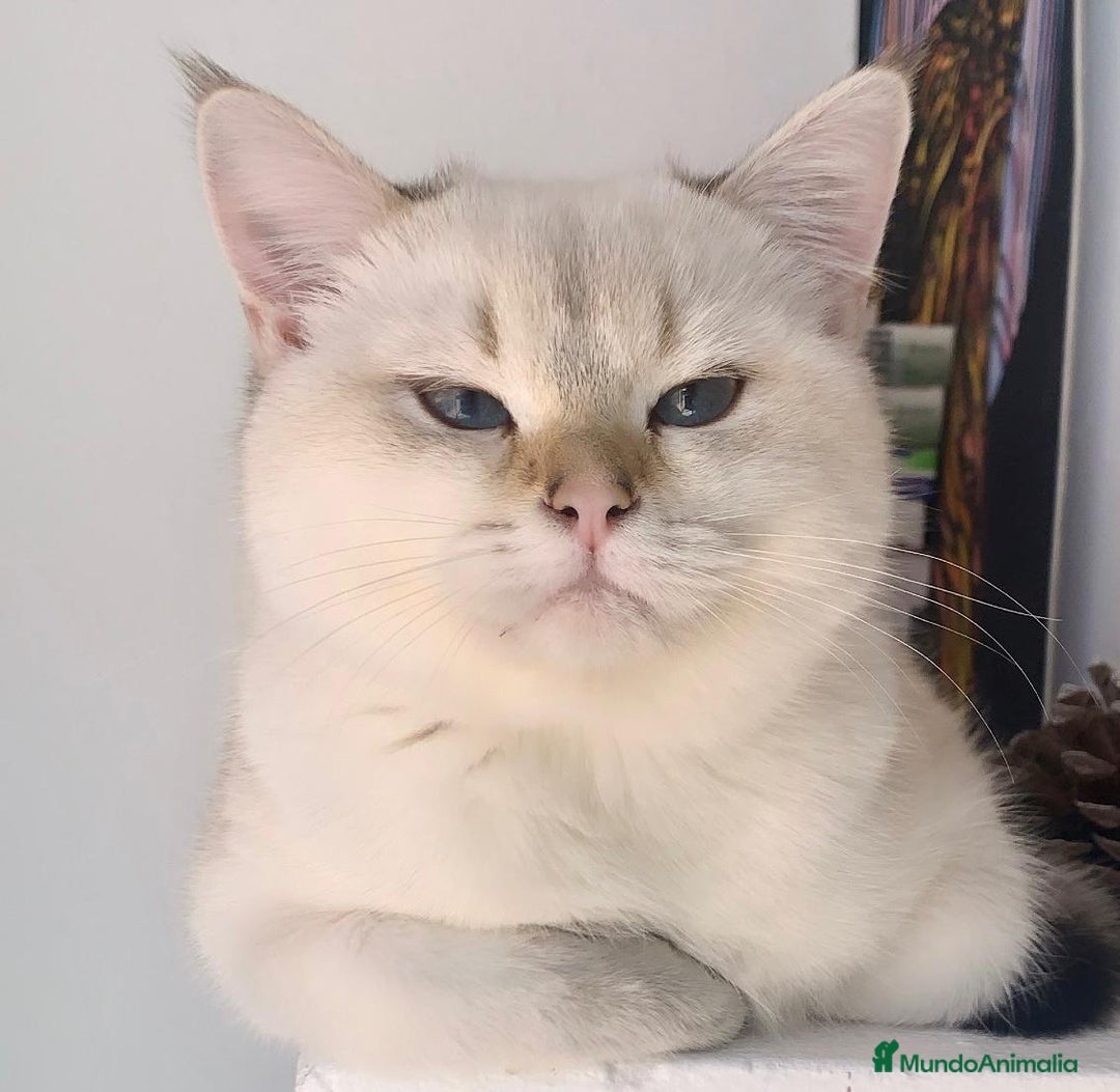 Británico de Pelo Corto gatos en venta: British shorthair - Anuncio 8