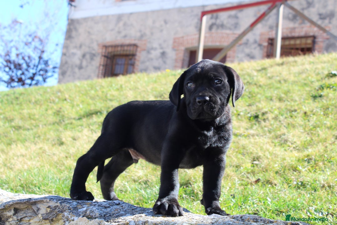 Cane Corso perros en venta: Cachorros Cane Corso disponibles en Segovia  - Imagen 11