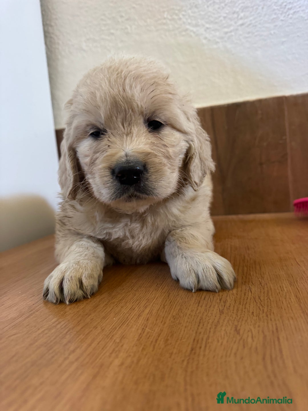Golden Retriever perros en venta: golden retriever  - Anuncio 6