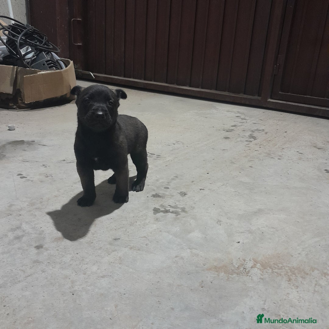 Pastor Belga Malinois perros en venta: PASTOR BELGA MALINOIS - Anuncio 3