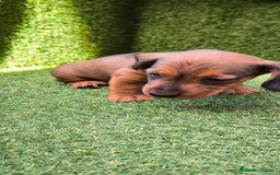 Teckel Miniatura perros en venta: camada teckel mini  - Imagen 24