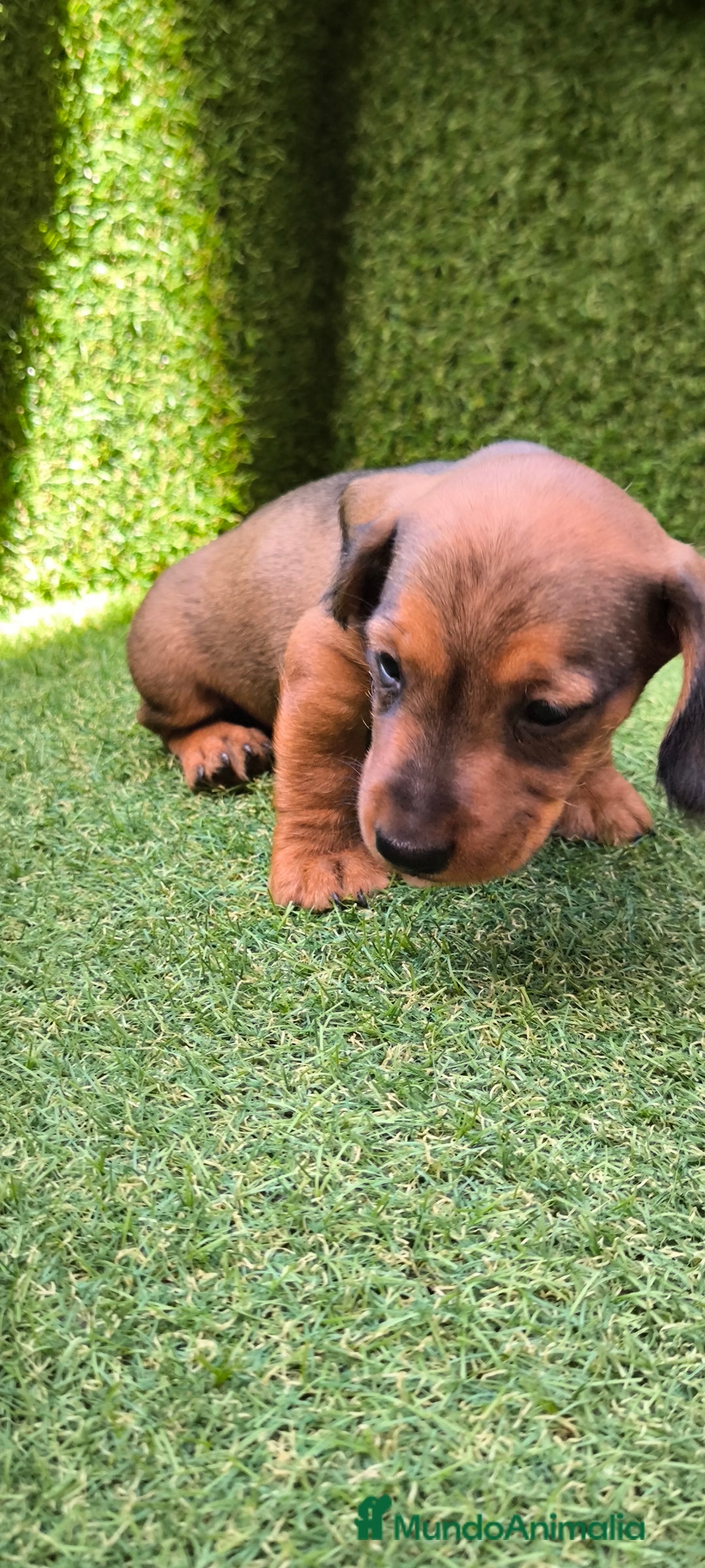 Teckel Miniatura perros en venta: camada teckel mini  - Imagen 24