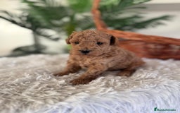 Caniche Toy perros en venta: CANICHE TOY - Anuncio 2