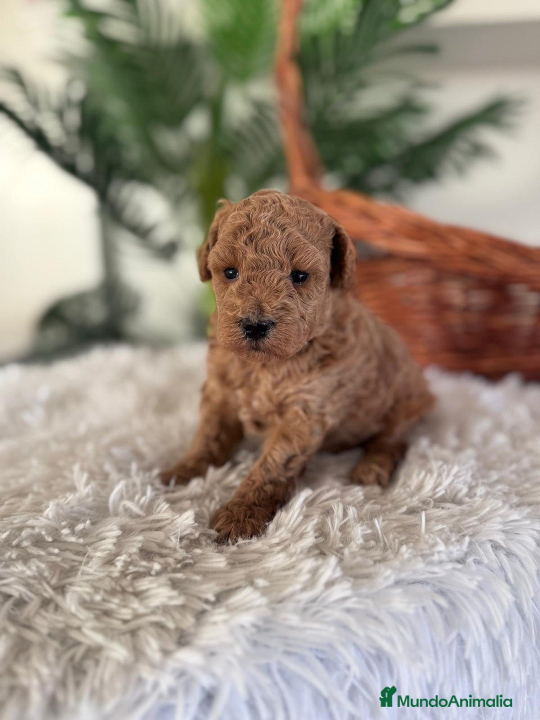 Caniche Toy perros en venta: CANICHE TOY - Anuncio 2