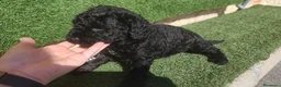 Perro de Agua Español perros en venta: Ultimo Cachorro 🖤 en Madrid - Anuncio 2