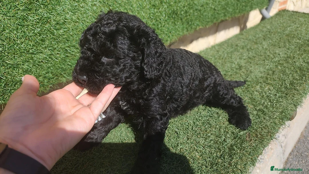Perro de Agua Español perros en venta: Ultimo Cachorro 🖤 en Madrid - Anuncio 2
