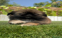 Pekinés perros en venta: PEKINES IMPERIAL HEMBRA - Imagen 10
