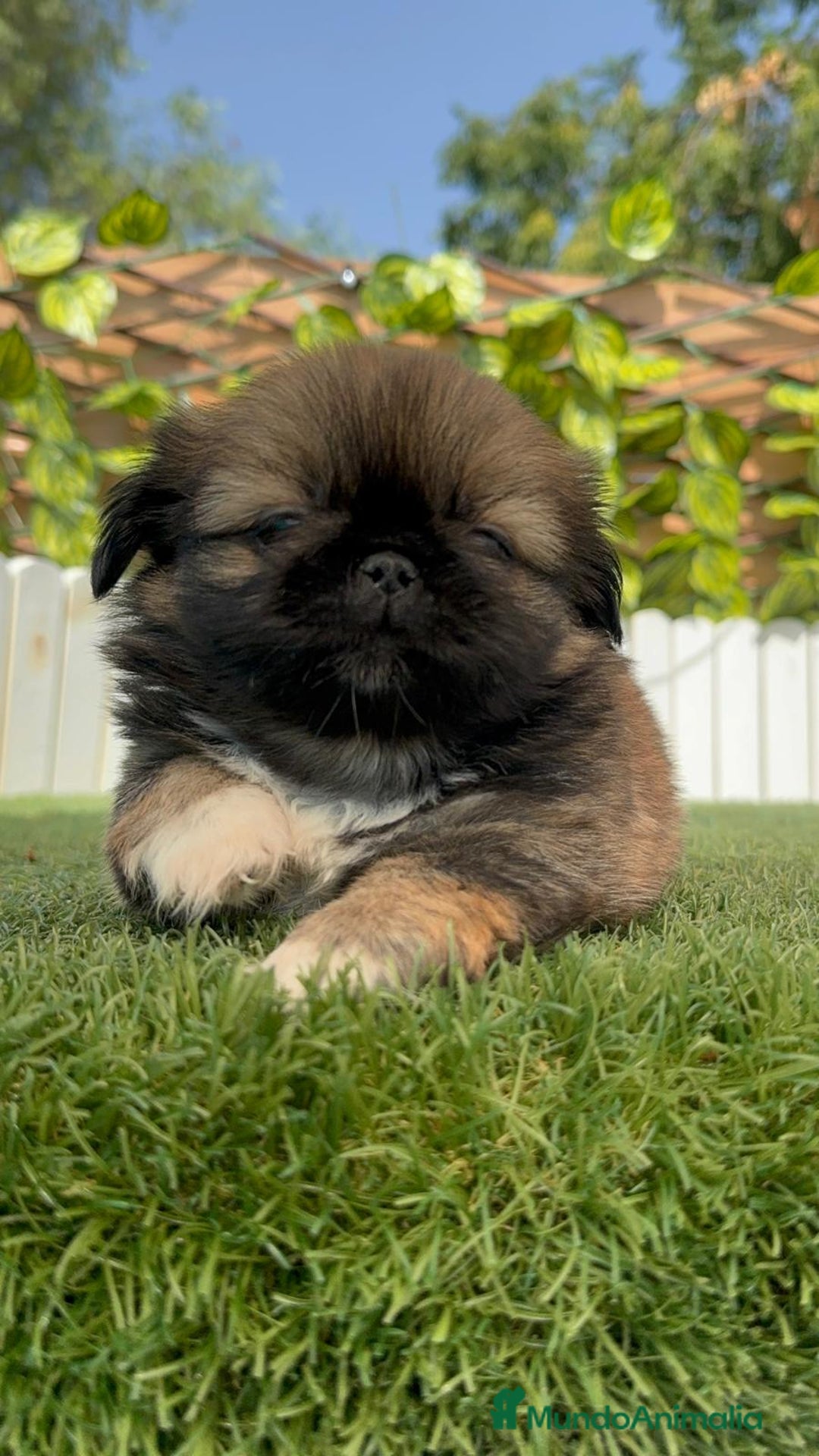 Pekinés perros en venta: PEKINES IMPERIAL HEMBRA - Imagen 10